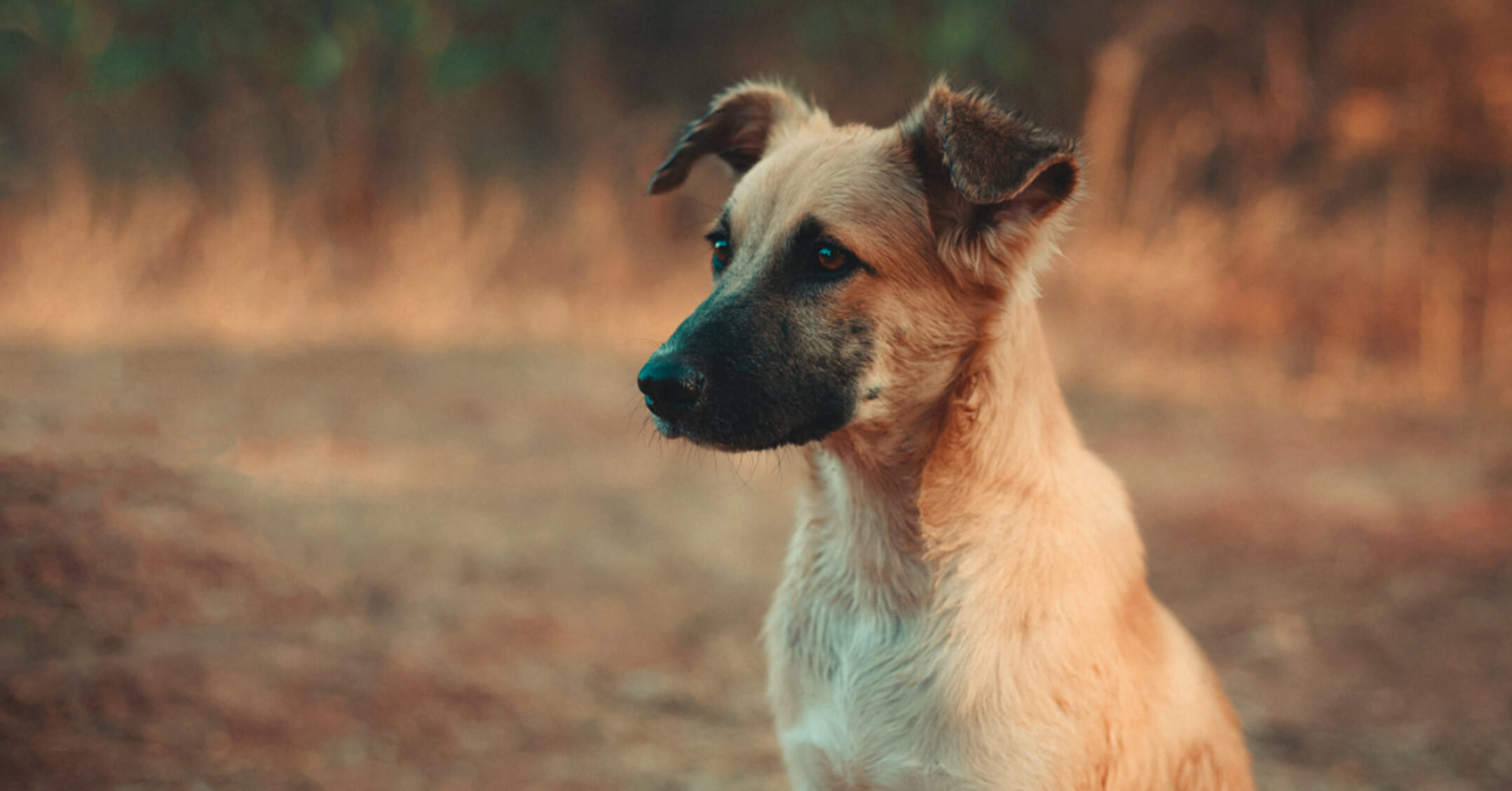 Chiot malinois en extérieur qui regarde au loin