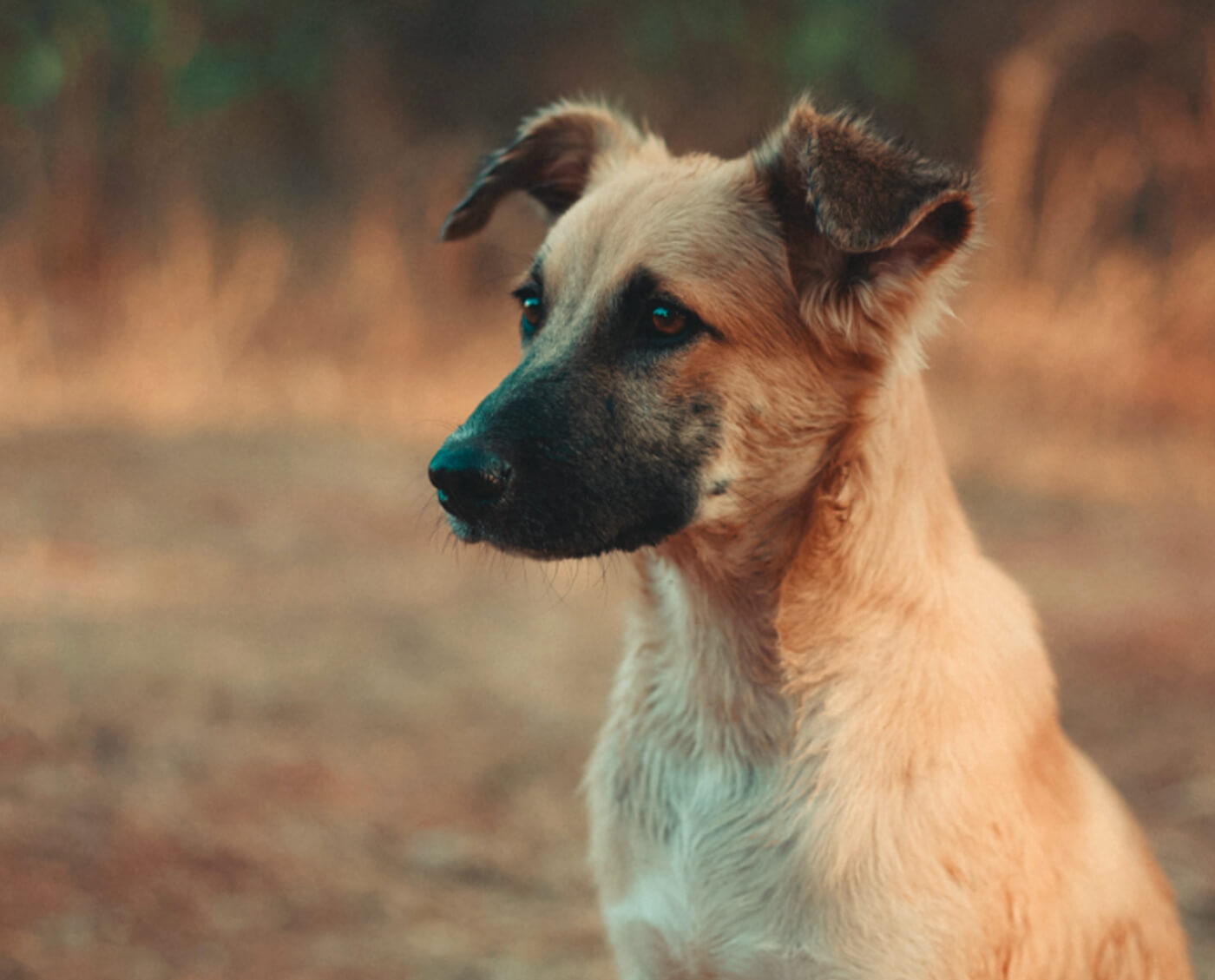 Chiot malinois en extérieur qui regarde au loin