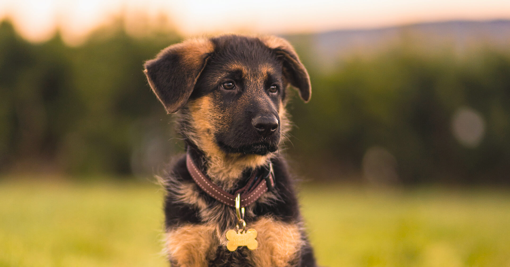 Chiot berger allemand en extérieur qui regarde au loin