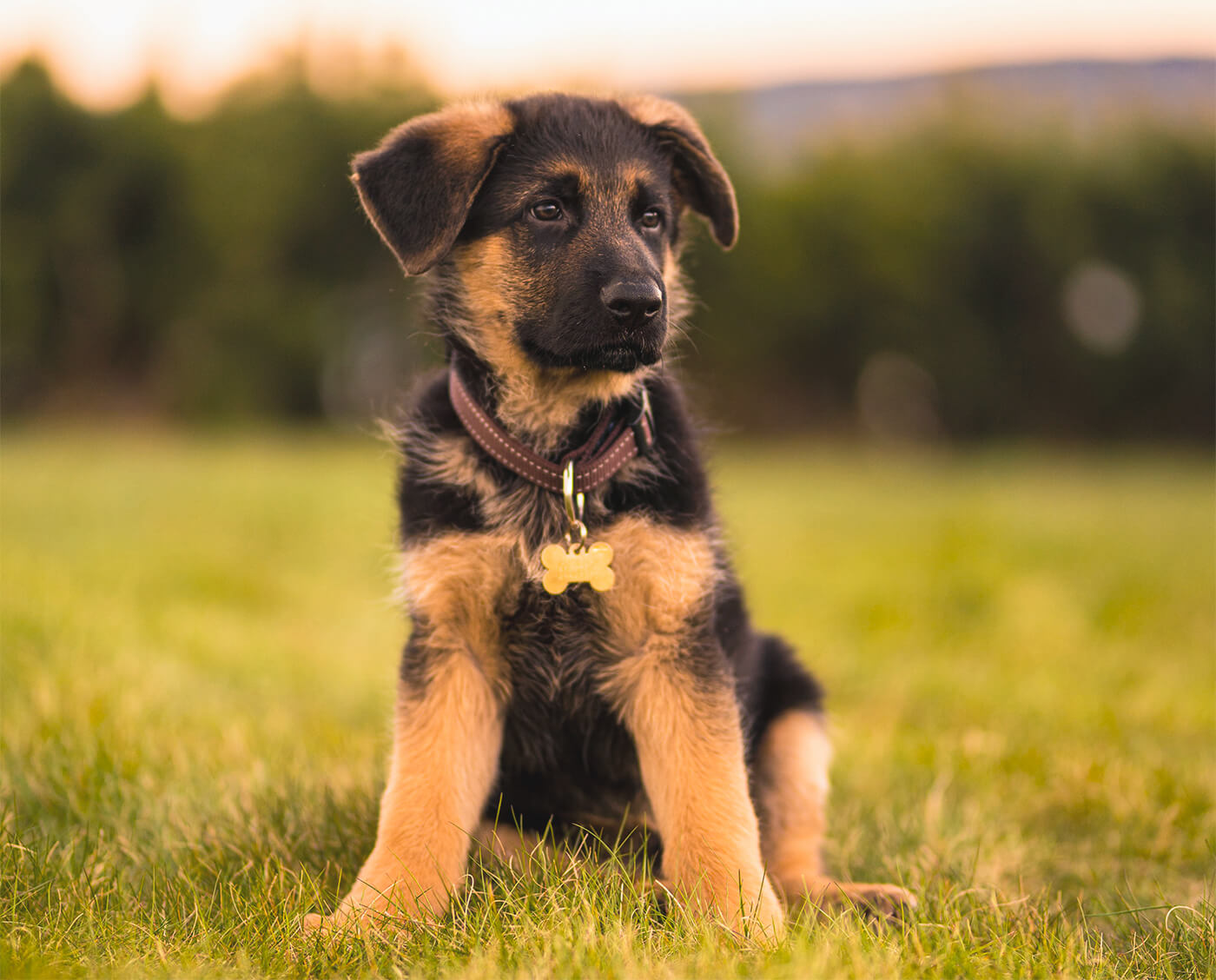 Chiot berger allemand en extérieur qui regarde au loin