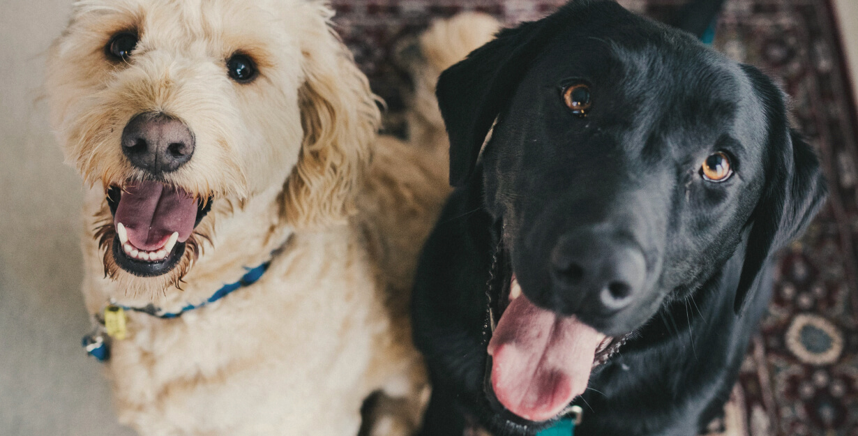 Deux chiens assis regardant vers le haut