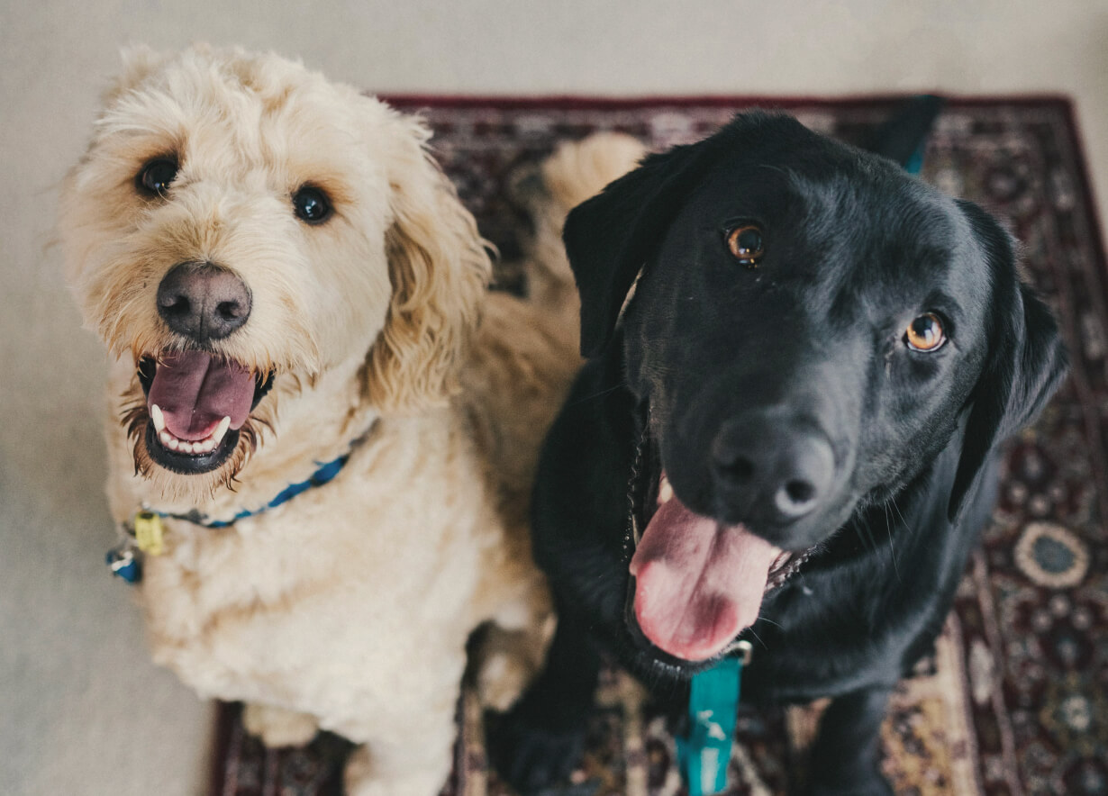 Deux chiens assis regardant vers le haut