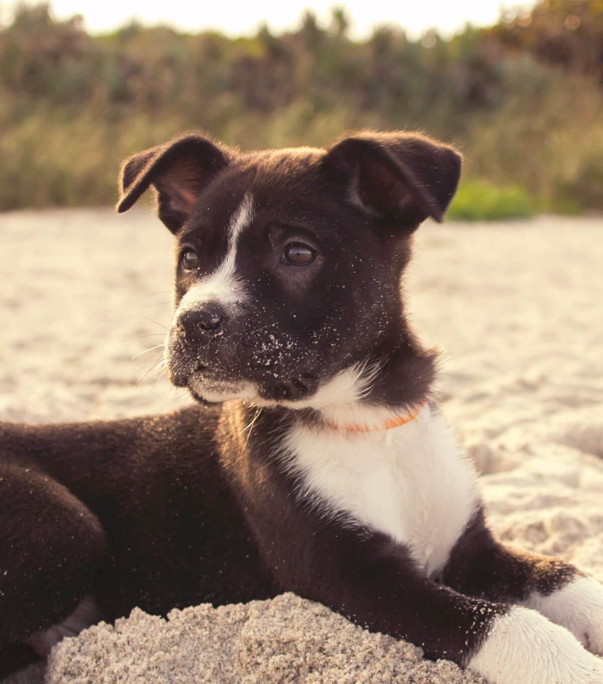 Chiot couché dans le sable