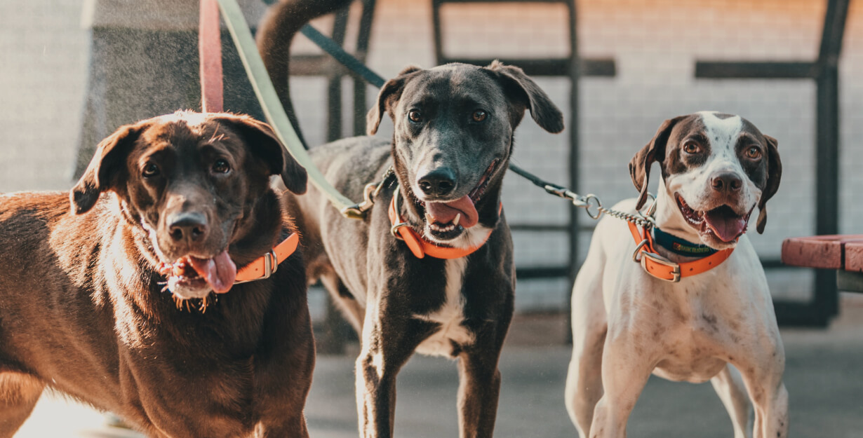 Trois chiens en laisse en promenade