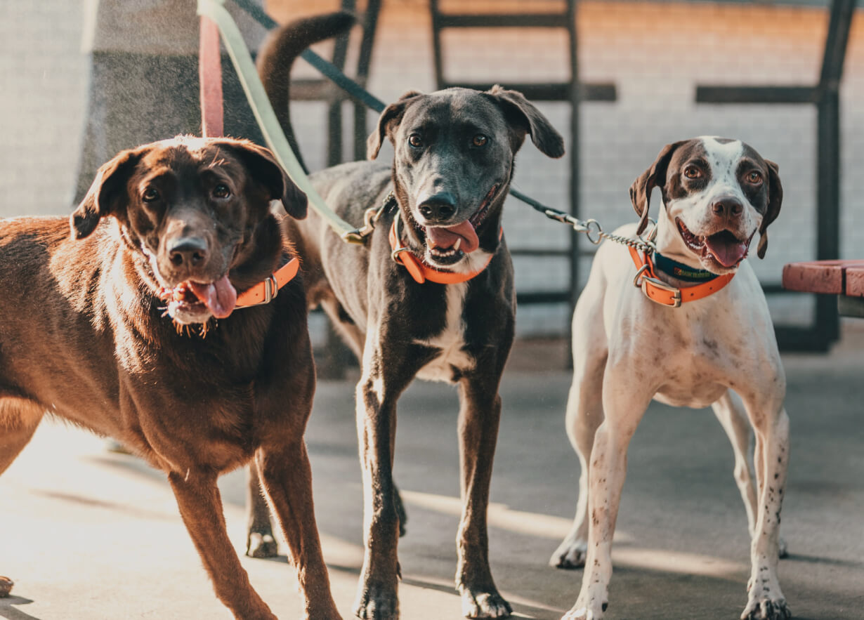 Trois chiens en laisse en promenade