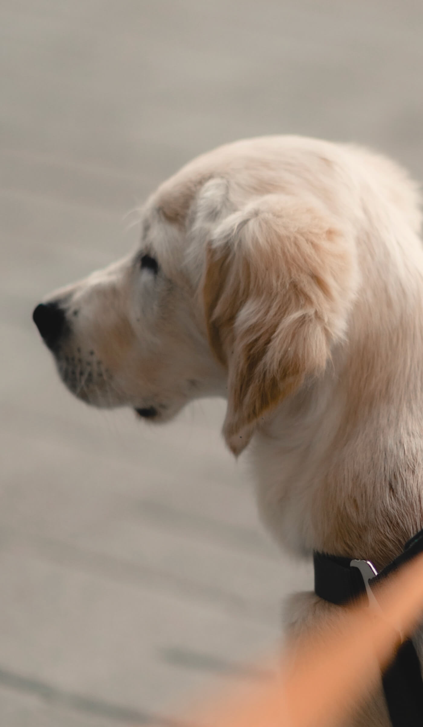 Chiot golden retriever en laisse de profil