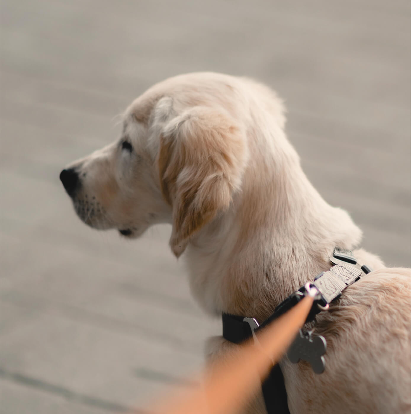 Chiot golden retriever en laisse de profil