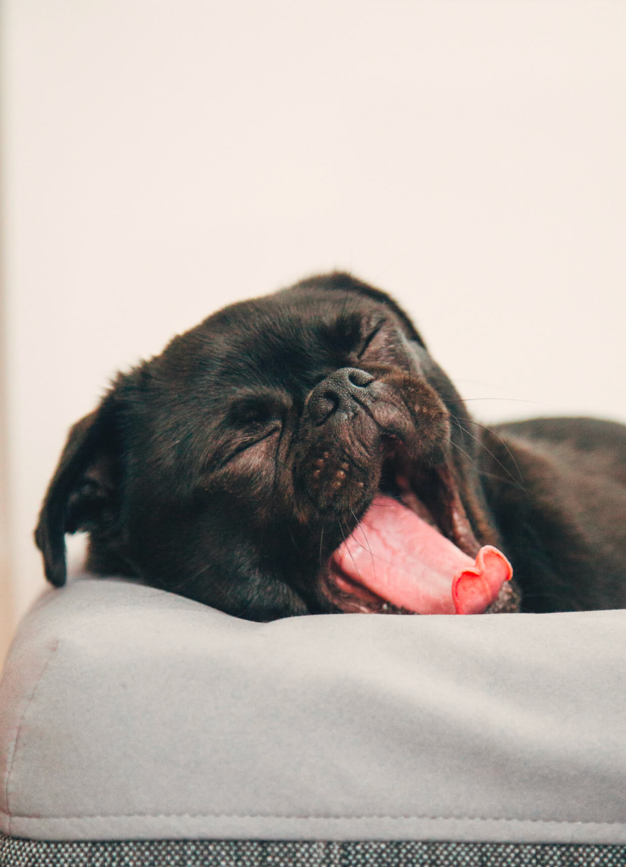 Chiot noir qui baille couché sur son panier