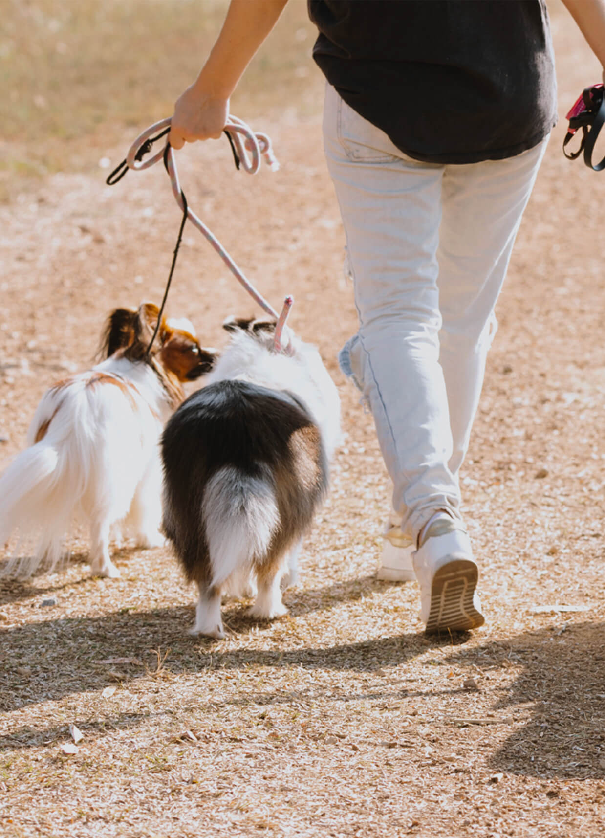 Chiens en laisse en balade en extérieur