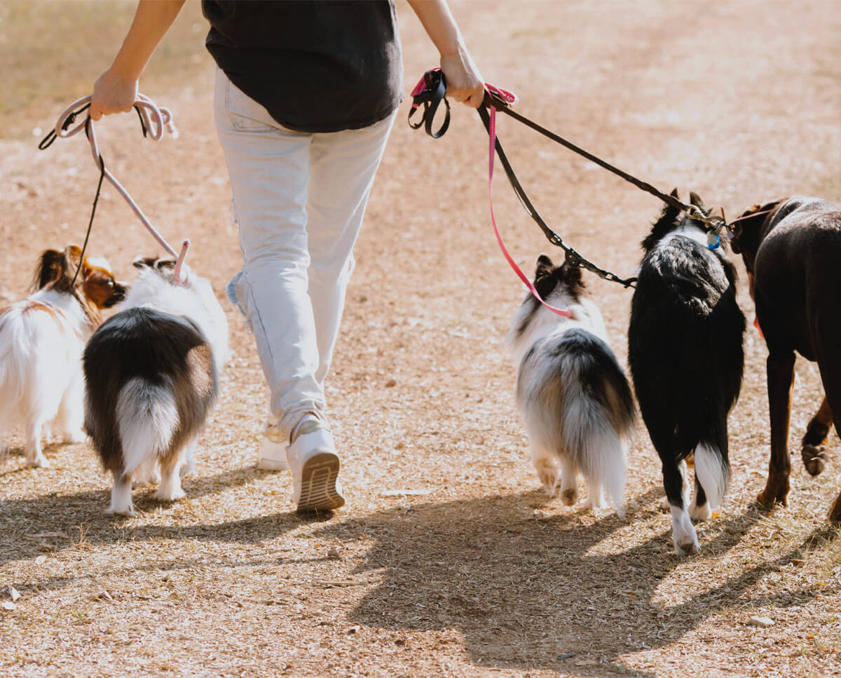 Chiens en laisse en balade en extérieur