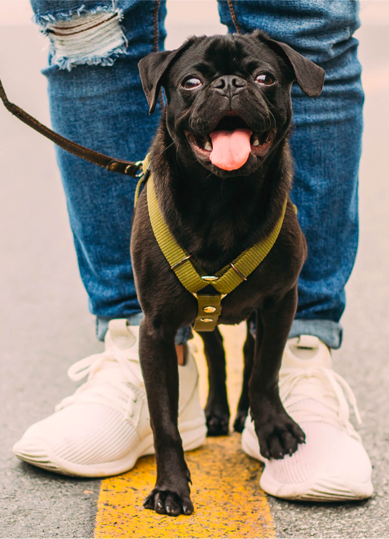 Chien noir en laisse de face avec son propriétaire