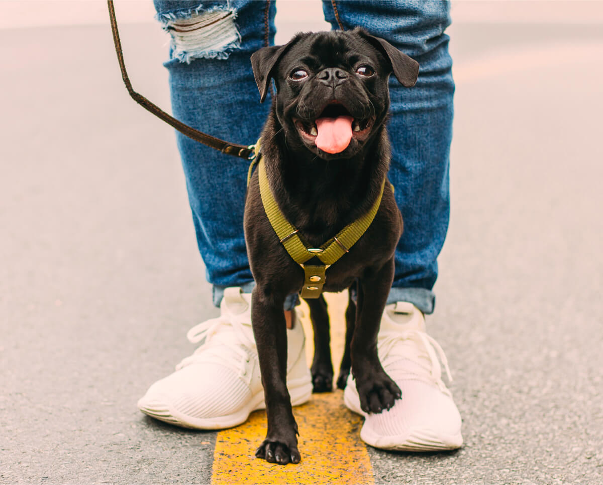 Chien noir en laisse de face avec son propriétaire