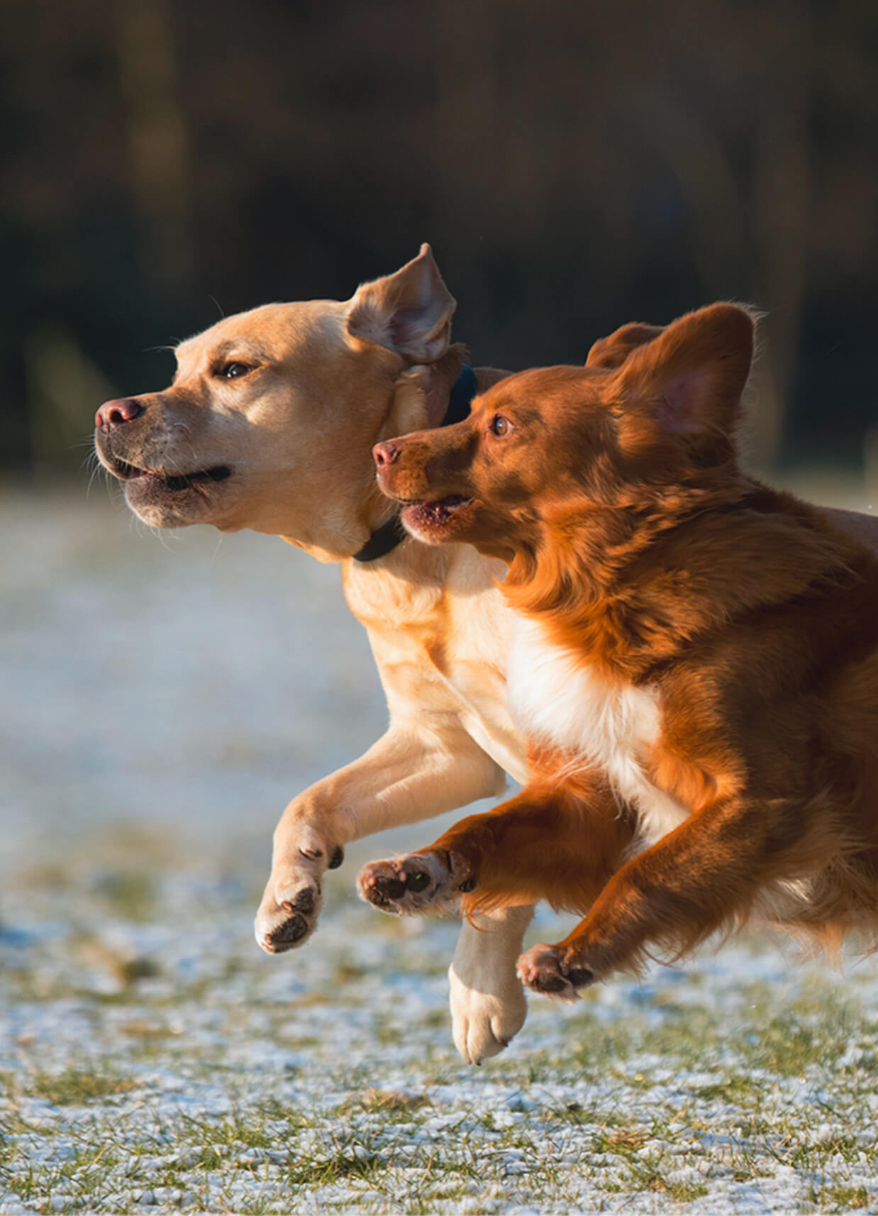 Deux chiens qui courent en extérieur