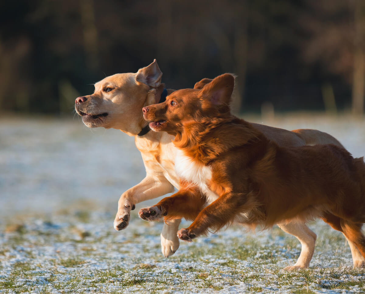 Deux chiens qui courent en extérieur