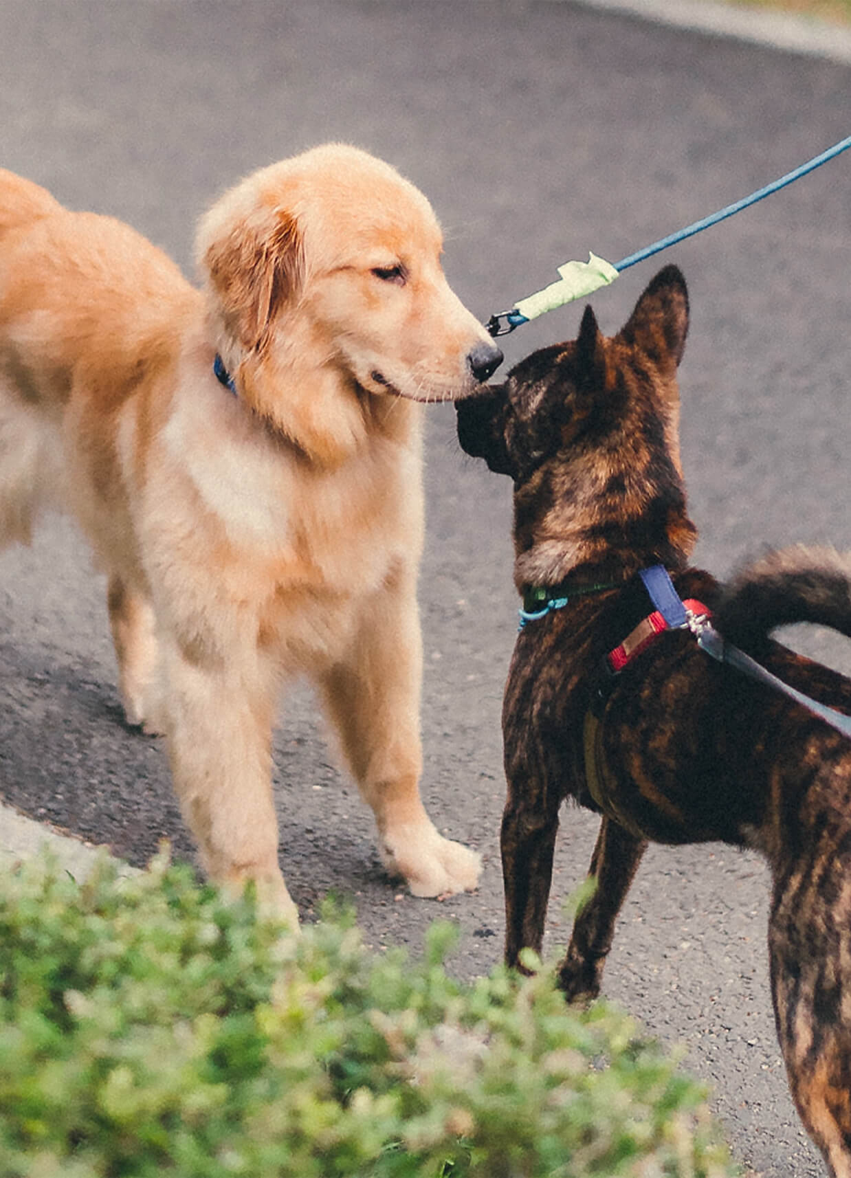 Deux chiens en laisse qui se rencontrent dans la rue