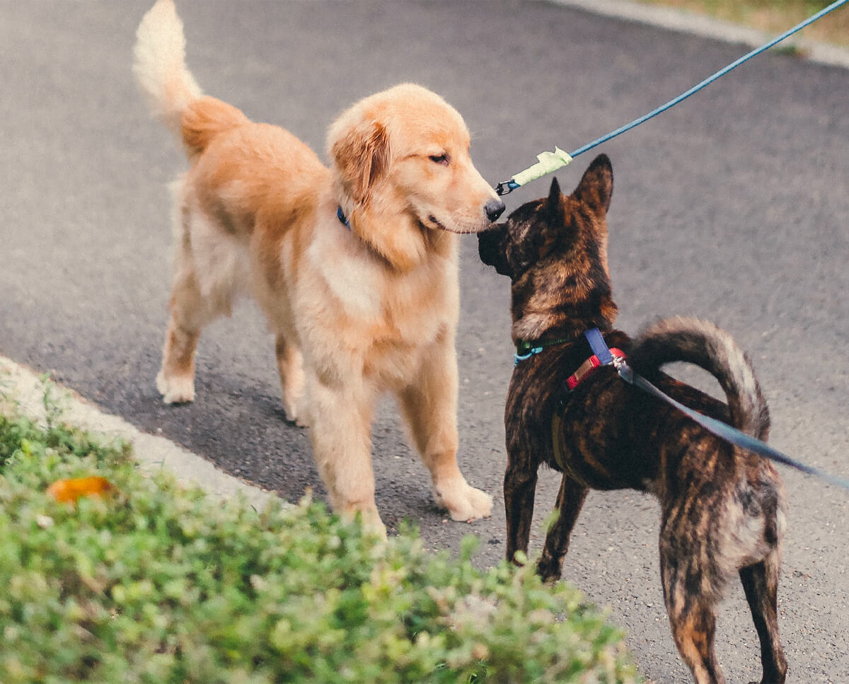 Deux chiens en laisse qui se rencontrent dans la rue