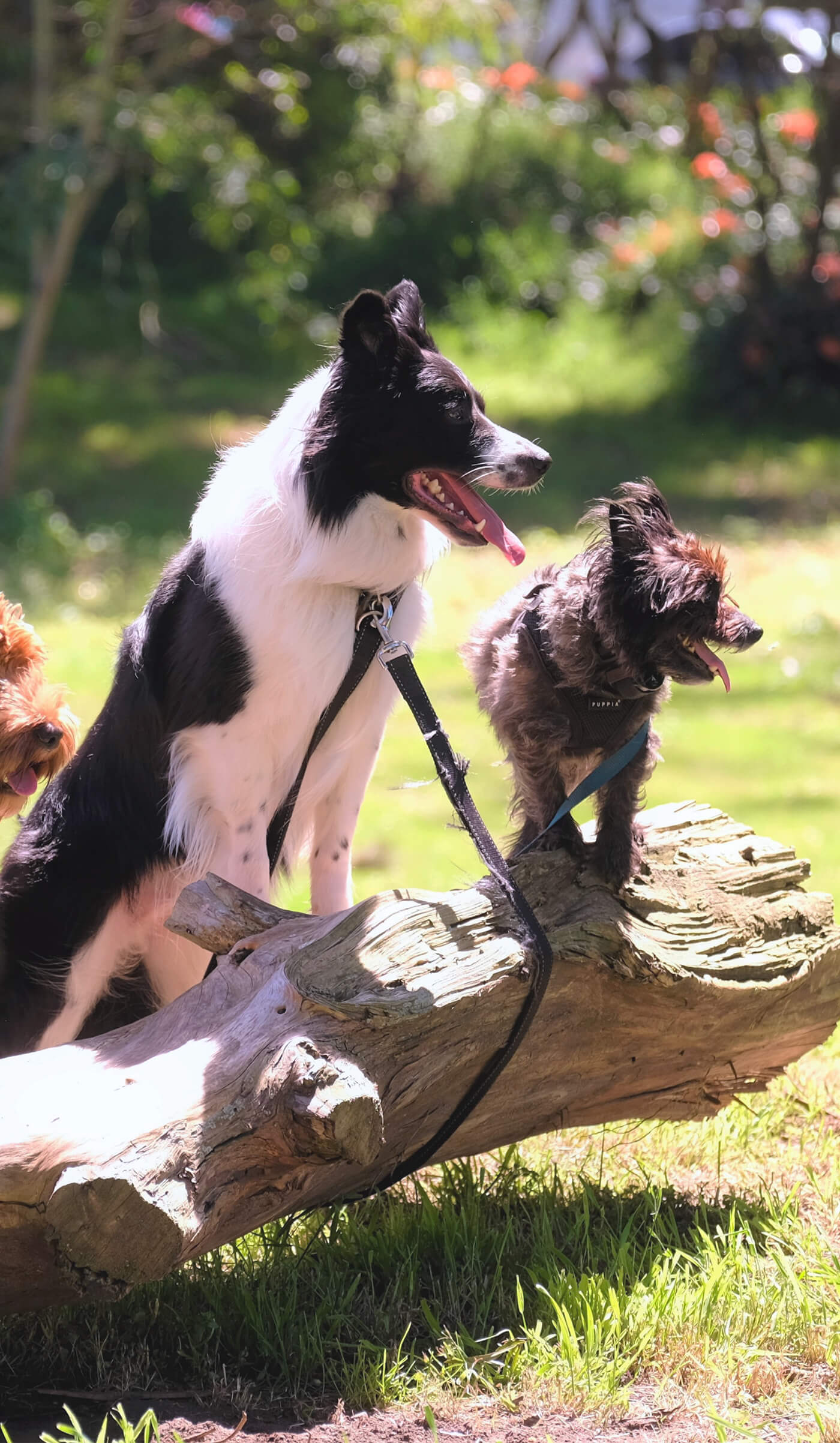 Quatre chiens assis sur un tronc d’arbre