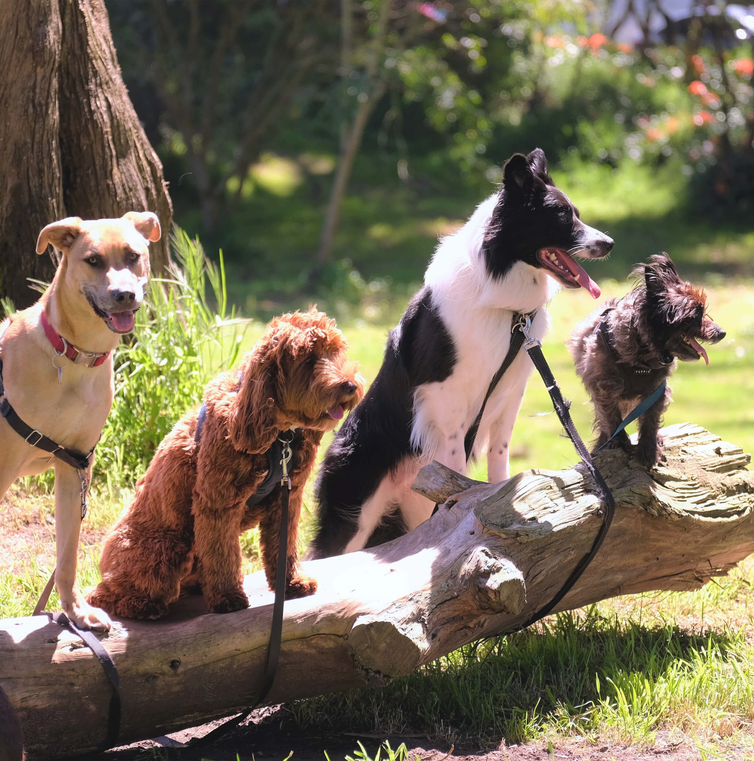 Quatre chiens assis sur un tronc d’arbre